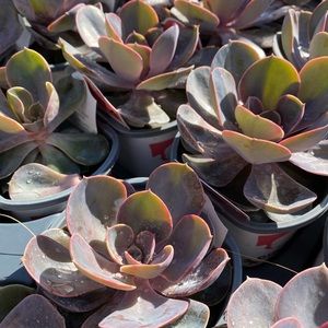 Meet your Posher, Dani